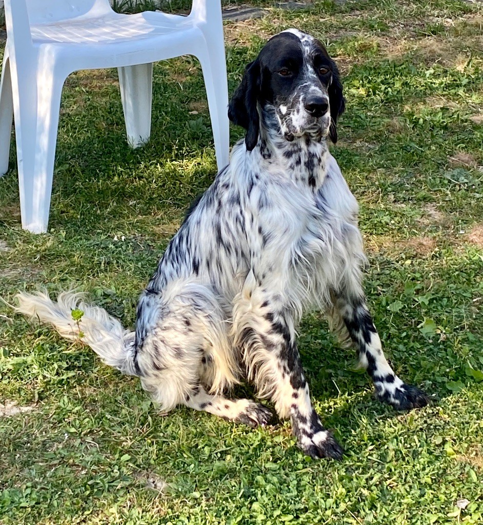 CH. Onyx des terres de lude